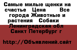 Самые милые щенки на счастье › Цена ­ 1 - Все города Животные и растения » Собаки   . Ленинградская обл.,Санкт-Петербург г.